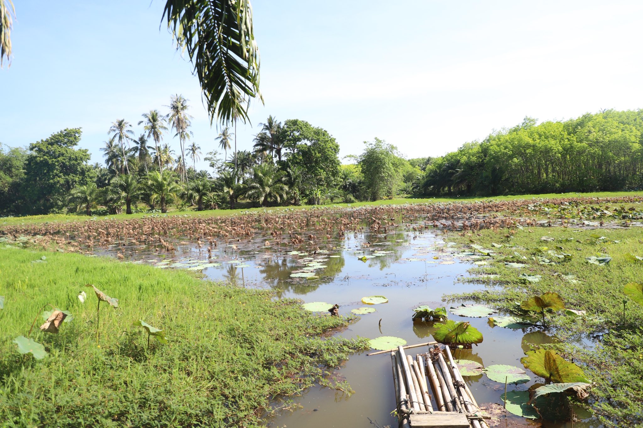title - ข่าวดีชาวกระบี่ รมช.เกษตรฯ ลงพื้นที่ติดตามโปรเจกต์ยักษ์ ส.ป.ก. เร่งพัฒนาโครงสร้างพื้นฐานแปลงพื้นที่เป้าหมาย คทช. ในเขตปฏิรูปที่ดิน กว่า 4,300 ไร่ มุ่งสร้างอาชีพอย่างยั่งยืน